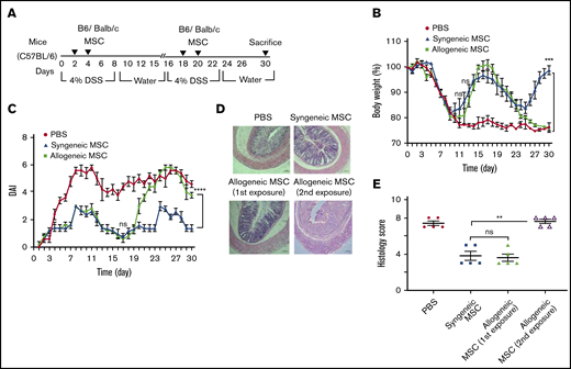 Allogeneic BM-MSC are immune rejected by MHC-mismatched colitis mice. (A) Experimental schemes for results shown in panels B-E. Mice (N = 5 per test group) received 4.0% (w/v) of DSS orally for 6 days and normal drinking water afterward until day 15. For the second cycle of colitis induction, the same mice were administered DSS starting on day 16 and continued until day 22 following normal drinking water afterward until day 30. On days 2 and 4 of the first cycle, allogenic or syngenic fresh BM-MSCs (10 × 106 cells) were delivered via IP (N = 5 per group) injection and the mice were treated with the second challenge of fresh MSC administration on days 18 and 20. After 30 days of complete cycle, all mice were sacrificed. The development of colitis is monitored by measuring body weight change relative to the initial body weight at day 0 (B), disease activity index (C), H&E staining (D), and histological score (E). BM-MSC transfusion into B6 mice served as positive control. Error bars represent the mean ± SEM (N = 5 for all experiments). (D) Bars represents 100 μm. Statistical analysis was performed by Student t test (E) and by 2-way ANOVA (Tukey test) (B-C). **P < .01, ***P < .001, ****P < .0001.