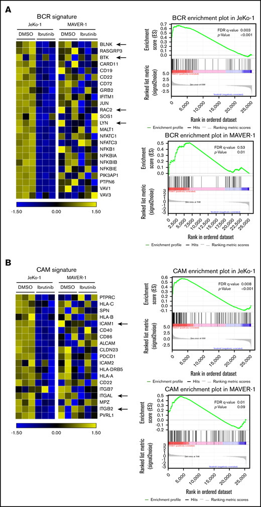 BCR signaling and cell adhesion transcriptional programs are inhibited in a coordinated fashion by ibrutinib in drug-sensitive cells but not drug-resistant cells. (A) Left: heatmap representing changes in the BCR gene signature cataloged in the Kyoto Encyclopedia of Genes and Genomes (KEGG) database. JeKo-1 vs MAVER-1. JeKo-1 and MAVER-1 cells were treated with DMSO or ibrutinib 400 nM for 16 hours. Biological triplicate experiments, represented by 3 columns for each condition, were conducted and shown. A few representative genes are indicated with arrows. Right: enrichment plot of the BCR gene signature analyzed by using Gene Set Enrichment Analysis. P values and FDR are indicated. (B) Left: heatmap representing changes in the CAM gene signature, JeKo-1 vs MAVER-1. Biological triplicate experiments, represented by 3 columns for each condition, were conducted and shown. A few representative genes are indicated with arrows. Right: enrichment plot of the CAM gene signature analyzed using Gene Set Enrichment Analysis. P values and FDR are indicated.
