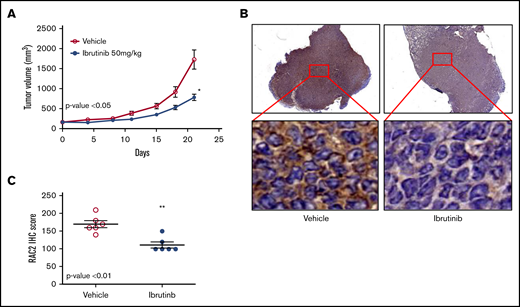 RAC2 suppression by ibrutinib is correlated with slower tumor growth in a xenograft mouse model. (A) Ibrutinib treatment resulted in growth inhibition of Mino xenografts. Tumor-bearing animals were administered 50 mg/kg ibrutinib orally (n = 6) or vehicle consisting of 0.5% methylcellulose (n = 6). Error bar represents mean ± SEM of 6 mice. The dose of 50 mg/kg was selected according to the pharmacology review of ibrutinib published by the FDA Center for Drug Evaluation and Research (accessible at https://www.accessdata.fda.gov/drugsatfda_docs/nda/2013/205552Orig1s000PharmR.pdf). (B) Immunostaining of RAC2 of Mino xenografts treated with vehicle (left) or ibrutinib (right). High-power views show cytoplasmic staining of RAC2 in individual cells. (C) RAC2 staining in 6 xenografts from either vehicle or ibrutinib group analyzed by using an unpaired Student t test. *P < .05; **P < .01.