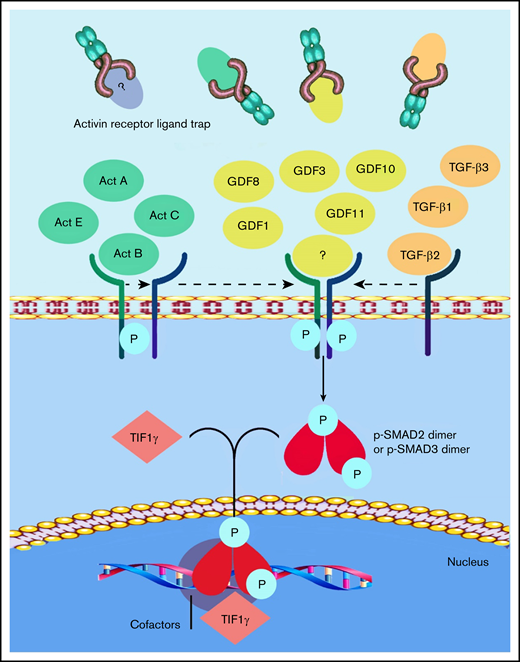 Current understanding of the mechanism of action of luspatercept. The SMAD-2/3 signaling pathway is the target of activin receptor ligand trap molecules. Members of the TGF-β superfamily ligand binding lead to the multimerization of type 1 and 2 receptors. Upon the activation of the type 1 receptor, phosphorylation of SMAD-2 and SMAD-3 takes place. Luspatercept prevents the binding of the ligand, thus inhibiting this pathway and promoting late-stage erythropoiesis.