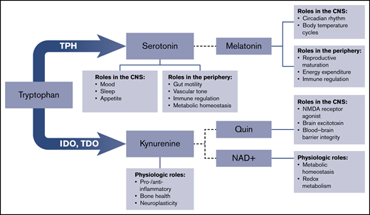 Schematic of tryptophan metabolism. Tryptophan metabolism to kynurenine is catalyzed by indolamine 2,3-dioxygenase (IDO) and tryptophan 2,3-dioxygenase (TDO). Additional enzymes downstream produce melatonin, quinolinic acid (Quin), and nicotinamide adenine dinucleotide (NAD+). NMDA, N-methyl-d-aspartate.
