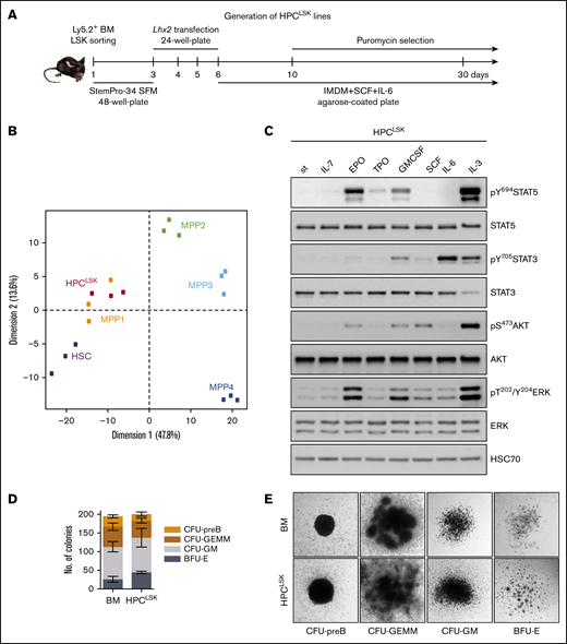 Establishing murine hematopoietic progenitor HPCLSKlines. (A) Schematic workflow of HPCLSK cell line establishment. LSKs were sorted from murine BM, transfected with Lhx2 including a puromycin selection marker and kept in SCF and IL-6 on 1% agarose-coated plates. StemPro-34 SFM: serum free media. (B) Principal component analysis (PCA) of the expression profiles of HPCLSKs (n = 3) compared with murine HSCs (batch-corrected top 500 variance genes are plotted). (C) Immunoblot of lysates from 3-hour starved HPCLSK cells followed by treatment with IL-7, EPO, TPO, GM-CSF, SCF, IL-6, or IL-3 (100 ng/mL each) for 15 minutes. The presence of total and phosphorylated STAT5, STAT3, AKT, and ERK was detected. HSC70 serves as a loading control. st, starved. A representative blot of 2 independent experiments is shown. (D) Colonies with different morphologies were counted. Seeding density of 1250 HPCLSKs or 240 000 BM cells per 35-mm dish. Error bars represent mean ± standard deviation (SD), n ≥ 3. (E) Images of colonies formed by HPCLSK cells 10 days after cytokine cocktail treatment (EPO, GM-CSF, holo-transferrin, IL-7, SCF, IL-6, IL-3) in semisolid methylcellulose gels. BFU-E, burst-forming unit-erythroid; CFU-GEMM, CFU-granulocyte erythrocyte monocyte megakaryocyte; CFU-GM, colony-forming unit-granulocyte macrophage.