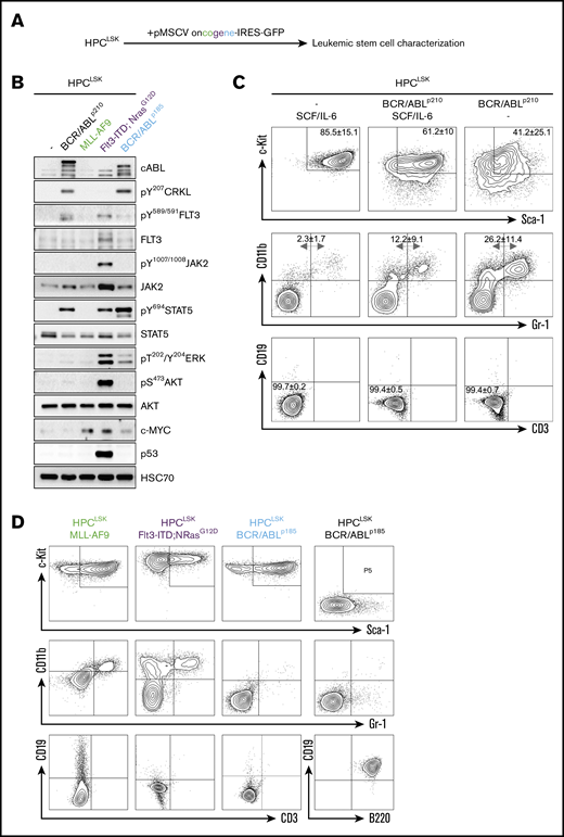 Successful generation of leukemic HPCLSKcell lines with various oncogenes. (A) Experimental design: HPCLSK cell lines were retrovirally transduced with different oncogenes. (B) Immunoblot showing increase of CRKL, FLT3, JAK2, STAT5, ERK, and AKT phosphorylation and upregulation of cABL, c-MYC, and p53 in transformed HPCLSK cells compared with untransformed (−) cells to the corresponding oncogenes. HSC70 serves as a loading control. Representative blot from at least 3 independent experiments is shown. (C) Flow cytometry analysis of untransformed and BCR/ABLp210 transformed HPCLSK cells in IMDM/SCF/IL-6 and SCF/IL-6 deprived medium (IMDM). After 1 month in culture, HPCLSK BCR/ABLp210 cells show reduced expression of stem cell markers (c-Kit, Sca-1) and differentiate into myeloid (CD11b, Gr-1), but not lymphoid (CD19, CD3) cells as indicated by the numbers in quadrants. The data are expressed as mean ± SD of 3 independent measurements. (D) Representative flow cytometry plots of LSK (upper), myeloid (middle), and lymphoid staining (lower) of MLL-AF9 (in the presence of SCF and IL-6), Flt3-ITD;NrasG12D, and BCR/ABLp185 transformed HPCLSK and pre-pro-B BCR/ABLp185 cell lines in the absence of SCF and IL-6.