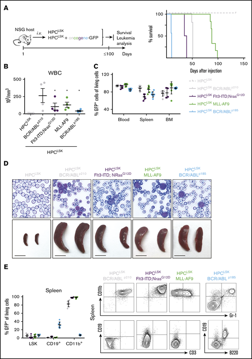 In vivo lymphoid and myeloid leukemia model. (A) Left: Schematic representation of the experimental setup. Oncogene-expressing HPCLSK cell lines were injected IV in NSG recipients, and moribund mice were analyzed. Healthy HPCLSK injected animals were sacrificed and examined after 150 days. Right: Disease-free survival following IV injection of 2 × 106 HPCLSK BCR/ABLp210 (n = 9), or 5 × 106 HPCLSK MLL-AF9 (n = 7), HPCLSK Flt3-ITD;NRasG12D (n = 5), and HPCLSK BCR/ABLp185 (n = 9) cells compared with injection of 5 × 106 untransformed HPCLSK cells (n = 5). (B) WBC count of moribund mice, 1-way analysis of variance (Kruskal-Wallis test) with Dunn's multiple comparison test, *P <.05. Data are presented as mean ± SEM. (C) Detection of transformed GFP+ HPCLSK cells (with the respective oncogene) in blood, spleen, and BM of diseased NSG recipients. Data represent mean ± SD in 4 to 8 mice per group. (D) Top: Representative blood smears from transformed HPCLSK-injected mice show leukocytosis with circulating blasts (hematoxylin-eosin, original magnification ×400). Bottom: Macroscopic view of representative spleens from transformed HPCLSK-injected recipient mice compared with untransformed HPCLSK-injected mice, n ≥ 5. Scale bar, 1 cm. (E) Left: Quantification of transformed GFP+ LSKs and differentiated cells (CD19+ B cells and CD11b+ myeloid cells) by flow cytometry in spleens of diseased NSG recipient mice. Error bars represent the mean ± SD, n = 4 to 8 per oncogene. Right: Representative flow cytometry plots for myeloid (CD11b and Gr-1) and lymphoid (CD19 and CD3 or B220) cells of spleens of the diseased mice injected with different oncogene-expressing HPCLSKs.