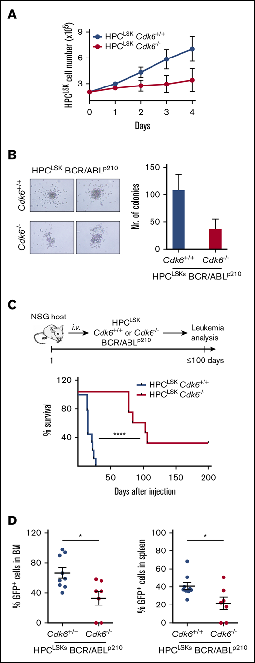 Generation of HPCLSKcell lines from Cdk6−/−mice. (A) Cell proliferation curve of HPCLSKCdk6+/+ and Cdk6−/− cell lines. Data are presented as mean ± SEM of 3 different cell lines per genotype. (B) Colony formation assay of HPCLSKs BCR/ABLp210Cdk6+/+ and Cdk6−/−. Representative macroscopic images of colonies formed within 7 days in semisolid methylcellulose gels without cytokines are depicted. Data are presented as mean ± SEM of 2 independent experiments with 2 to 3 different cell lines per genotype. (C) Top: Schematic representation of the experimental setup; bottom: HPCLSKs BCR/ABLp210Cdk6+/+ and Cdk6−/− have been injected IV in NSG recipient mice. Disease-free survival following IV injection of 1 × 106 HPCLSKs BCR/ABLp210Cdk6+/+ (n = 9, 3 different cell lines per genotype) and Cdk6−/− (n = 7, 3 different cell lines per genotype). Statistical differences were calculated using the log-rank test (****P < .0001). (D) Quantification of BCR/ABLp210 GFP+ cells by flow cytometry in BM and spleen of diseased NSG recipient mice. Error bars represent mean ± SEM (n = 7 to 9 per group, 3 different cell lines; *P <.05 by Student t test).