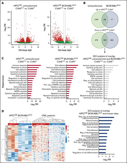 CDK6-dependent transcriptomic alterations. (A) Volcano plots summarizing CDK6-mediated differential gene expression between untransformed (left) and BCR/ABLp210 (right) HPCLSKs. Each dot represents a unique gene; red dots indicate statistically significant deregulated genes (FDR < 0.05 and FC ± 1.5). FC, fold change; FDR, false discovery rate. (B) Venn diagrams showing overlaps between upregulated genes (upper) or downregulated genes (lower) in untransformed HPCLSKsCdk6−/− and Cdk6−/− BCR/ABLp210 HPCLSKs compared with controls. (C) GO enrichment analyses of CDK6 regulated genes in untransformed (left) and BCR/ABLp210 (middle) HPCLSKs and of commonly CDK6 regulated genes in these cell types (right). (D) Heatmaps summarizing expression of 101 genes, which are commonly regulated in a CDK6-dependent manner in murine and human BCR/ABLp210 cells. Each row represents a unique gene, and each column represents a unique sample. Colors range from blue (low expression) to red (high expression). Results from GO enrichment analyses of these genes are shown in the bar chart (right). diff., differentiation; neg., negative; pos., positive; reg., regulation.