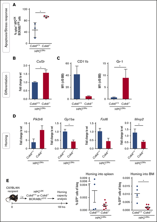 CDK6 is required for homing to the BM of HPCLSKBCR/ABLp210cells. (A) Sytox staining for apoptotic cells of HPCLSK BCR/ABLp210 cells starved for 90 minutes in 0.5% fetal calf serum medium. Numbers represent mean ± SD (n = 3 different cell lines per genotype; *P < .05 by Student t test). (B) qPCR validation of RNA-Seq data of the target gene Csf3r (mean ± SEM; n = 3 different cell lines per genotype; *P < .05 by Student t test). (C) Mean fluorescence intensity (MFI) of myeloid markers (CD11b, Gr-1) of BCR/ABLp210 HPCLSKs (mean ± SEM; n = 3 different cell lines per genotype; *P <.05 by Student t test). (D) Validation of selected genes (Pik3r6, Gp1ba, Fzd6, Mmp2) found deregulated in GO analysis of the RNA-Seq experiment by qPCR and nested qPCR (mean ± SEM; n = 3 different cell lines per genotype; *P < .05 by Student t test). (E) Left: Experimental scheme of HPCLSKs BCR/ABLp210 homing assay in wild-type recipient mice. Right: Percentage HPCLSKs BCR/ABLp210 cells in spleen and BM detected by flow cytometry is shown (mean ± SEM; n = 4 to 7 per group, 2 to 3 independent cell lines, *P < .05 by Student t test). wt, wild type.