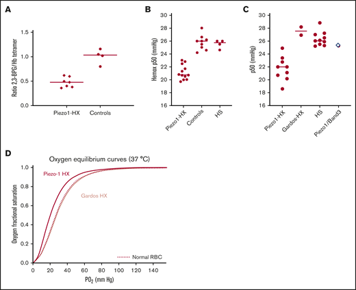 Decreased 2,3 BPG level accounts for increased Hb oxygen affinity in Piezo1 HX. The 2,3-BPG level, expressed as 2,3-BPG/Hb ratio, was measured from fresh blood kept on ice and deproteinized using perchloric acid. (A) The 2,3-BPG/Hb ratio was significantly decreased in Piezo1 HX patients compared with controls (0.48 ± 0.09, n = 7 vs 1.01 ± 0.1, n = 4; P < .001). (B) The p50 values measured using an Hemox Analyzer showed that hemoglobin-oxygen affinity was higher in Piezo1-HX RBC compared with HS or controls RBC (Piezo1-HX: n = 11, p50 = 21.1 ± 0.9 mm Hg; HS: n = 4, p50 = 25.5 ± 0.5 mm Hg; controls: n = 10, p50 = 25.9 ± 0.7 mm Hg). The difference between Piezo1-HX and other conditions was statistically significant (P < .001). (C) p50 values measured using a venous blood gas analyzer confirmed the increased hemoglobin-oxygen affinity in Piezo1-HX RBC compared with Gardos-HX or HS-RBC (Piezo1-HX: n = 9, p50 = 22.2 ± 1.1 mm Hg; HS: n = 11, p50 = 26.4 ± 0.8 mm Hg; Gardos-HX: n = 2, p50 = 28.2 and 26.9 mm Hg, respectively; reference range, 25-29 mm Hg). One patient with Piezo1/Band3 double heterozygosity has a normal p50 (p50 = 25.4 mm Hg). The differences between Piezo1-HX and HS was statistically significant (P < .001). (D) Hemox Analyzer oxygen equilibrium curve showed a typical increase in Hb oxygen affinity for a Piezo1-HX RBC suspension (red line) compared with a normal control (dashed line) and Gardos-HX RBC (light red line).