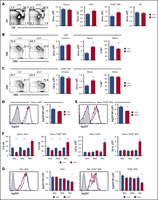 CCR7L deficiency prolongs the intrathymic dwell time Of neonatal SP thymocytes. (A-C) Flow cytometric analysis of thymocytes in plt/plt (n = 16) and +/plt (n = 16) littermate postnatal day–10 neonatal mice. cSP4 were gated as CD4+TCRβhiCD25−Foxp3−, SP8 as CD8+TCRβhi, immature SP as CD69+CD62L−, and mature SP as CD69−CD62L+. Percentages of cSP4 and SP8 expressing Ki67 are also shown in panels B and C. (E-D) Rag2GFP levels in cSP4 and SP8 thymocytes from Rag2GFPplt/plt mice (n = 5; red) and Rag2GFP+/plt controls (n = 7; blue). Gray histograms indicate nonfluorescent control cells. (F) Numbers and frequencies of M2a, M2b, and M2c subsets of mature CD69−CD62L+ cSP4 and SP8 in Rag2GFP+/plt (n = 16) controls and Rag2GFP plt/plt mice (n = 16). Bar chart indicates percentages of each subset in Rag2GFP+/plt (blue bars) and Rag2GFP plt/plt (red bars). (G) Rag2GFP levels in the M2c subset of cSP4 and SP8 thymocytes from +/plt controls (n = 7; blue) and plt/plt (n = 5; red) mice. Bar charts show percentages of M2a, M2b, and M2c subsets of cSP4 and SP8 in +/plt (blue bars) and plt/plt (red bars). For analysis of data in panels F and G, multiple comparison analysis was achieved by a 2-way analysis of variance followed by Sidak’s posttest in GraphPad Prism to determine statistical differences. In all cases, error bars represent mean ± SEM. Flow cytometric data representative of at least 3 independent experiments. **P < .01, ***P < .001, ****P < .0001. DP, double positive; MFI, mean fluorescence intensity.