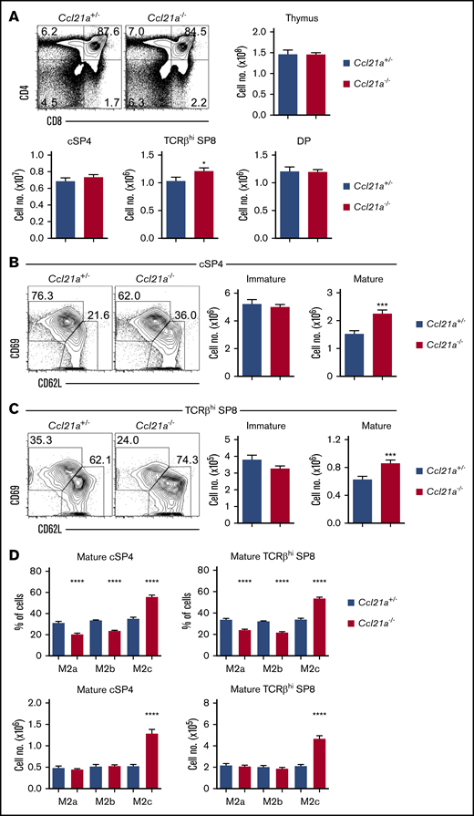 CCL21 is important for neonatal SP thymocyte egress. (A) Flow cytometric analysis and quantitation of CD4/CD8 thymocyte subsets from postnatal day–10 (P10) Ccl21a−/− (n = 15; red bars) and Ccl21a+/− (n = 16; blue bars) littermate controls. Quantitation of immature CD69+CD62L− and mature CD69−CD62L+ subsets of cSP4 (B) and TCRβhi SP8 (C) thymocytes in Ccl21a−/− (n = 15; red bars) and Ccl21+/− (n = 16; blue bars) littermate P10 neonatal mice. (D) Numbers and frequencies of M2a, M2b, and M2c subsets of cSP4 and SP8 thymocytes in Ccl21a+/− (blue bars) and Ccl21a−/− (red bars) mice. For analysis of data in panel D, multiple comparison analysis was achieved by a 2-way analysis of variance followed by Sidak’s posttest in GraphPad Prism to determine statistical differences. In all cases, error bars represent mean ± SEM. Flow cytometric data representative of 3 independent experiments. *P < .05, ***P < .001, ****P < .0001.