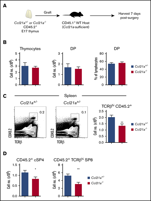 Thymus-specific CCL21 deficiency decreases RTE frequency in WT peripheral tissues. (A) Schematic of the experimental approach used to measure thymic output from Ccl21a-deficient thymus. Freshly isolated E17 CD45.2+Ccl21a+/− or Ccl21a−/− thymic lobes were grafted under the kidney capsule of CD45.1+ WT hosts. Spleens were harvested from host mice 7 days after surgery. (B) Quantitation of total thymocyte numbers, and the number and proportion of CD4+CD8+ double-positive (DP) thymocytes in E17 Ccl21a+/− (n = 10) or Ccl21a−/− (n = 11) thymic lobes before transplantation. Flow cytometric detection and quantitation of donor thymus–derived CD45.2+TCRβhi T cells (C) and CD45.2+TCRβhi cSP4 and CD45.2+TCRβhi SP8 T cells (D) in the spleens of WT mice that received either Ccl21a+/− (n = 8; blue bars) or Ccl21a−/− (n = 8; red bars) grafts. Error bars represent mean ± SEM. Flow cytometric data representative of at least 3 independent experiments. *P < .05, **P < .01.