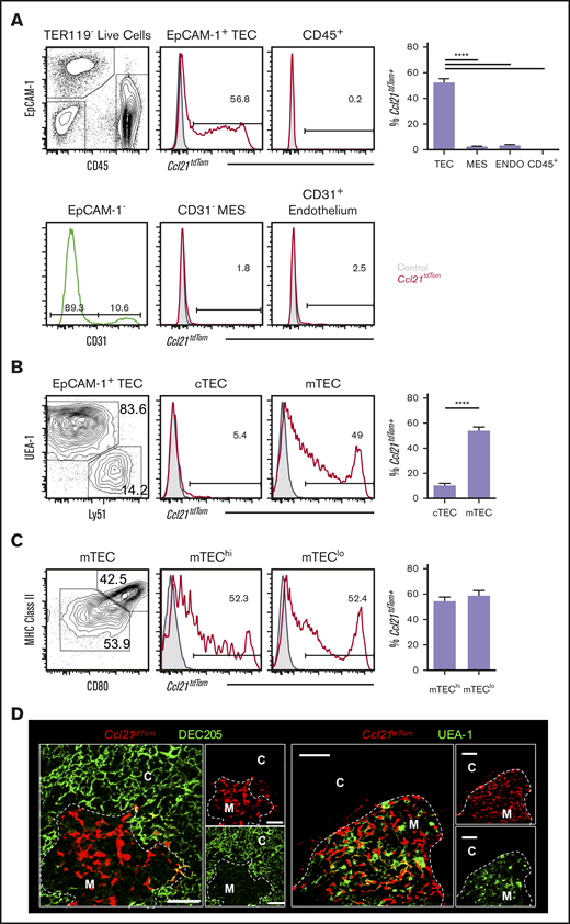 Ccl21a gene expression in the neonatal thymus is restricted to mTECs. (A) Flow cytometric analysis and quantitation of tdTomato expression in total CD45+ thymocytes and the indicated thymic stromal populations in postnatal day–10 (P10) heterozygous Ccl21atdTom mice (n = 8). Thymic mesenchyme was identified as CD45−CD31−EpCAM1− cells. Red lines indicate tdTomato staining levels in heterozygous Ccl21atdTom mice; gray histograms indicate nonfluorescent control cells. Flow cytometric plots and analysis representative of 3 independent experiments. (B) Analysis of Ccl21atdTom expression in P10 EpCAM1+Ly51+UEA1− cTECs and EpCAM1+Ly51−UEA1+ mTECs. (C) Ccl21atdTom expression after subdivision of total mTECs into MHCIIlowCD80low (mTEClo) and MHCIIhiCD80hi (mTEChi) subsets (n = 10). In all cases, error bars represent mean ± SEM. For analysis of data in panel A, multiple comparison analysis was achieved by a 1-way analysis of variance followed by Tukey’s posttest in GraphPad Prism to determine statistical differences. In panel D, confocal microscopy was used to show tdTomato expression in heterozygous Ccl21atdTom P10 mice alongside identification of cTECs with either anti-CD205 (green) or mTECs with UEA1 (green); dotted line denotes the CMJ. Scale bars represent 50 μm. Images shown are representative of 3 mice. ****P < .0001. C, cortex; M, medulla; MHC, major histocompatibility complex.