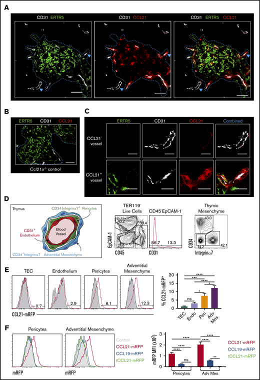 CCL21 protein is presented by thymic mesenchyme at sites of thymic exit. (A) Confocal images of thymus sections from postnatal day–10 (P10) WT mice stained with antibodies to the endothelial marker CD31 (white), mTEC marker ERTR5 (green), and CCL21 protein (red). Blue dotted line indicates the CMJ, and blue arrows indicate vessels investigated at higher magnification in panel C. (B) Image of a thymus section from a Ccl21a knockout P10 mouse stained with anti-CCL21 (red), anti-CD31 (white), and ERTR5 (green). Note the absence of CCL21 staining. Scale bars in panels A and B denote 50 μm. (C) High-power images of CCL21− (upper panels) and CCL21+ (lower panels) vessels identified by blue arrowheads in panel A. Images show individual channels for ERTR5 (green), CD31 (white), and CCL21 protein (red), as well as a combined image showing all markers simultaneously. Scale bars denote 25 μm. Data are representative of 4 mice from 2 separate experiments. (D) Schematic diagram and flow cytometric analysis of thymic mesenchymal populations associated with thymic blood vessels. Schematic is based on findings of Sitnik et al35 and demonstrates CD34−integrin α7+ pericytes and CD34+integrin α7− adventitial mesenchymal cells that surround thymic blood vessels. Flow cytometric analysis shows identification of these populations in P10 WT thymus. (E) Flow cytometric analysis of presentation of CCL21-mRFP by indicated thymic stromal populations in plt/plt P10 thymus suspensions. Gray histograms represent control staining seen in the absence of CCL21-mRFP. Bar chart indicates percentages of CCL21-mRFP+ cells within each stromal subset. (F) Flow cytometric analysis of stromal cell presentation of full-length CCL21-mRFP (red), full-length CCL19-mRFP (blue), or tCCL21-mRFP (green) by CD34−integrin α7+ pericytes and CD34+integrin α7− adventitial mesenchymal cells. Gray filled histograms represent staining levels observed when no chemokines were added. Bar chart shows mRFP mean fluorescence intensity (MFI) for each fluorescent chemokine and indicated stromal cell type. For analysis of data in panels E and F, multiple comparison analysis was achieved by a 1-way analysis of variance (ANOVA) followed by Tukey’s post-test (E) or 2-way ANOVA followed by Sidak’s posttest (F) in GraphPad Prism to determine statistical differences. All data shown representative of 3 independent experiments, with a total of 7 to 11 mice for each analysis. Error bars represent mean ± SEM. *P < .05, **P < .01, ***P < .001, ****P < .0001.