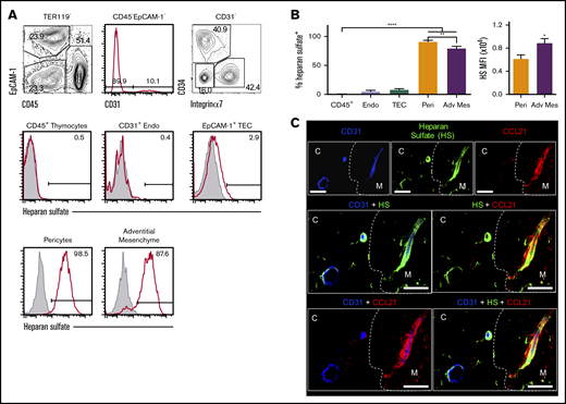 Thymic heparan sulfate is restricted to adventitial mesenchyme and pericytes. Flow cytometric analysis (A) and quantitation (B) of heparan sulfate expression by CD45+ thymocytes, CD31+ endothelium, EpCAM-1+ TECs, CD34−integrin α7+ pericytes, and CD34+integrin α7− adventitial mesenchyme in postnatal day–10 (P10) WT thymus. Gray filled histograms indicate staining levels where no anti–heparan sulfate primary antibody was added. (B) Analysis of mean fluorescence intensity (MFI) of heparan sulfate (HS) on CD34−integrin α7+ pericytes (orange bar) and CD34+integrin α7− adventitial mesenchyme (purple bar) after gating on HS-expressing cells. Data shown from 3 separate experiments with a total of mice. Error bars in panel B represent mean ± SEM. For analysis of data in panel B, multiple comparison analysis was achieved by a 1-way analysis of variance followed by Tukey’s posttest in GraphPad Prism to determine statistical differences. (C) Confocal images of thymus sections from a P10 WT mouse stained with anti-CD31 (blue), anti-HS (green), and anti-CCL21 protein (red). White dotted line indicates the CMJ. Scale bar denotes 20 μm. Images shown representative of 5 mice. *P < .05, ** P < .01, ****P < .0001. C, cortex; M, medulla.