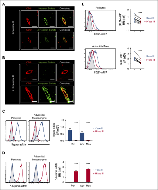 Heparan sulfate mediates CCL21 presentation at sites of thymic exit. (A) Confocal image of a blood vessel in a WT postnatal day–10 (P10) thymus section stained with anti-CD31 (red) and either anti–heparan sulfate (green; upper images) or an antibody to detect Δ-heparan sulfate (green; lower images). (B) Confocal images as in panel A, but sections were treated with heparinase III (H’ase III) enzyme before antibody staining. Scale bars denote 20 μm. Images typical of 2 separate experiments involving at least 3 mice. (C) Flow cytometric analysis of heparan sulfate expression by pericytes and adventitial mesenchyme before (blue histogram and blue bar) and after (red histogram and red bar) heparinase III treatment. (D) Flow cytometric analysis of Δ-heparan sulfate expression by pericytes and adventitial mesenchyme before (blue histogram and blue bar) or after (red histogram and red bar) heparinase III treatment. Bar charts in panels C and D show mean fluorescence intensity (MFI) expression levels of heparan sulfate and Δ-heparan sulfate, respectively. Data from 3 experiments with a minimum of 8 mice. (E) Flow cytometric analysis of CCL21m-RFP chemokine presentation by adventitial mesenchyme (upper panels) and pericytes (lower panels) in digested P10 WT thymus samples before (blue line) and after (red line) heparinase III treatment. Gray histograms represent control staining where no chemokine was added. Data from 3 separate experiments and 11 mice. Error bars represent mean ± SEM. Paired Student t tests were performed for statistical analysis of data in panel E. ****P < .0001.
