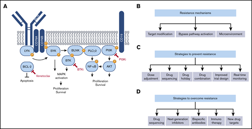 Molecular mechanisms of acquired resistance to targeted therapies in CLL and strategies to overcome it. (A) Simplified scheme illustrating signaling pathways downstream of the BCR. Molecular targets of currently approved targeted therapies in CLL are indicated in red. (B) Mechanisms of acquired resistance to targeted therapies in CLL. (C) Strategies to prevent resistance to targeted therapies in CLL. (D) Strategies to overcome resistance to targeted therapies in CLL.