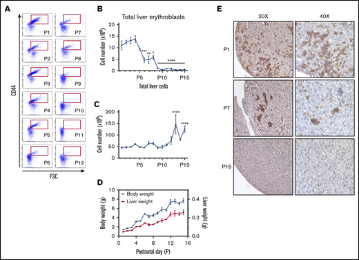 Dynamic changes in erythropoietic activity in the C57BL/6 mouse liver after birth. (A) Terminal erythroid differentiation in the liver for the first 12 days after birth (P1 to P12) was measured by flow cytometry using CD44 vs FSC as markers. (B) The total number of erythroblasts in the liver from P1 to P15 was determined by flow cytometry using Ter119+ CD44hi populations of erythroid cells (red gate is shown in panel A). (C) Absolute number of liver cells from P1 to P15. (D) Evolution of the mouse body weight (blue solid lines) vs liver weight (red solid line) from P1 to P15. (E) Erythropoietic activity in the liver was determined by immunohistochemistry using Ter119 staining at the indicated days (left panels, original magnification ×20; right panels, original magnification ×40). n = 4-13 animals per day; data are presented as mean ± SEM. *P < .05, **P < .01, ***P < .001, ***P < .0001, indicated postnatal day vs P1 (ANOVA with Tukey’s post hoc test with corrections for multiple comparisons).