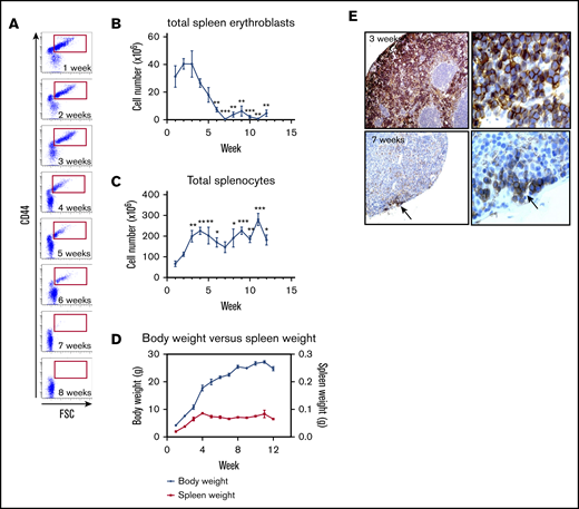 The spleen is a transient erythropoietic organ in the neonate C57BL/6 mouse. (A) Terminal erythroid differentiation in the spleen for the first 8 weeks after birth was measured by flow cytometry using CD44 vs FSC as markers. (B) The total number of erythroblasts in the spleen for the first 12 weeks was determined by flow cytometry using Ter119+ CD44hi populations of erythroid cells (red gate is shown in panel A). (C) Absolute number of splenocytes for the first 12 weeks. (D) Evolution of the mouse body weight (blue solid lines) vs spleen weight (red solid line) from week 1 to 12. (E) Erythropoietic activity in the spleen was determined by immunohistochemistry using Ter119 staining 3 weeks (upper panels) and 7 weeks (bottom panels) after birth (left panels, original magnification ×20; right panels, original magnification ×40). n = 4-13 animals per day; data are presented as mean ± SEM. *P < .05, **P < .01, ***P < .001, indicated week vs week 1 (ANOVA with Tukey’s post hoc test with corrections for multiple comparisons).