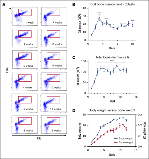 Steady-state erythropoiesis in the C57BL/6 mouse bone marrow is established within 7 weeks after birth. (A) Terminal erythroid differentiation in the bone marrow for the first 12 weeks after birth was measured by flow cytometry using CD44 vs FSC as markers. (B) The total number of erythroblasts in the bone marrow for the first 12 weeks was determined by flow cytometry using Ter119+ CD44hi populations of erythroid cells (red gate is shown in panel A). (C) Absolute number of bone marrow cells for the first 12 weeks. (D) Evolution of the mouse body weight (blue solid lines) vs bone marrow weight (red solid line) from week 1 to week 12. n = 4-13 animals per day using 1 femur and 1 tibia for each animal; data are presented as mean ± SEM. *P < .05, **P < .01, ***P < .001, ****P < .0001, indicated week vs week 1 (ANOVA with Tukey’s post hoc test with corrections for multiple comparisons).