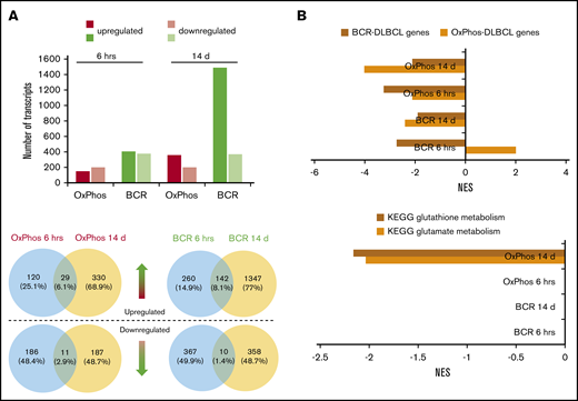 Transcriptomic profiling reveals differences in the modulation of gene expression after acute and chronic exposure of DLBCL subsets to HDACis. BCR-DLBCLs and OxPhos-DLBCLs were exposed to HDACis for 6 hours or 14 days before extraction of total RNA and RNA sequencing. (A) Top: the transcriptomes of OxPhos-DLBCLs were markedly less modulated by HDACi treatment than those of BCR-DLBCLs. Acute treatment produced similar numbers of up- and downregulated transcripts for each DLBCL subtype; chronic treatment resulted in a higher proportion of upregulated transcripts. Bottom: Venn diagrams show that for each DLBCL subtype, only a minor fraction of transcripts was commonly modulated at the 2 time points. Blue circles denote transcripts that are significantly modulated after 6 hours, yellow circles denote transcripts modulated after 14 days. Venn diagrams above the dashed line represent upregulated transcripts, and those below the line represent downregulated transcripts. (B) Top: gene set enrichment analysis (GSEA) showed that gene signatures for BCR-DLBCL and OxPhos-DLBCL molecular subtypes were significantly modulated in both DLBCL subsets by acute and chronic treatment with HDACis. Bottom: GSEA showed that processes required for the production of the antioxidant glutathione were modulated only in OxPhos-DLBCL treated with HDACi for 14 days (OxPhos 14 d). These processes were not modulated in OxPhos-DLBCLs and BCR-DLBCLs treated for 6 hours or in BCR-DLBCLs treated for 14 days (OxPhos 6 hrs, BCR 6 hrs, BCR 14 d, respectively). KEGG, Kyoto Encyclopedia of Genes and Genomes; NES, normalized enrichment score.