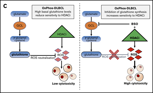 Inhibition of antioxidant production renders OxPhos-DLBCLs more sensitive to HDACi treatment. (A) Left: OxPhos-DLBCLs and BCR-DLBCLs were treated with increasing concentrations of BSO, a chemical inhibitor of glutathione production. OxPhos-DLBCLs (red lines) exhibited a greater vulnerability to BSO treatment than BCR-DLBCLs (green lines). Right: IC50 values for OxPhos-DLBCLs (red) and BCR-DLBCLs (green) treated with BSO. (B) Cell cycle analysis of DLBCLs treated with a combination of pracinostat (250 nM) and BSO (10 µM). For OxPhos-DLBCLs (right), dual treatment markedly augmented the sub-G1 fraction in comparison with single treatment with either drug alone. Preincubation with the antioxidant vitamin E (100 µM) rescued cells from the cytotoxicity of dual treatment. Dual treatment did not increase the sub-G1 fraction in BCR-DLBCLs (left). (C) Schema illustrating proposed mechanism of reduced OxPhos-DLBCL sensitivity to HDACi-induced cytotoxicity via upregulation of ROS. Left panel: intrinsically high glutathione production in OxPhos-DLBCLs41 neutralizes ROS produced by HDACi treatment, resulting in reduced OxPhos-DLBCL cell death. Right panel: BSO is a specific inhibitor of γ-glutamyl cysteine ligase (GCL), a crucial enzyme in glutathione synthesis. Dual treatment with BSO and HDACi increases OxPhos-DLBCL cell killing. The increased cytotoxicity of dual BSO-HDACi treatment can be blocked by pretreatment with the antioxidant vitamin E (not shown), reducing OxPhos-DLBCL cell death to the level seen when cells are treated with HDACi alone (as shown in left panel). Experiments were performed at least twice. Error bars denote standard deviation.