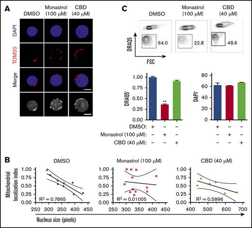 Mitochondrial aggregation in close proximity to the nucleus facilitates murine erythroblast enucleation. (A) Confocal analysis of mitochondrial localization in orthochromatic erythroblasts (G3) treated with monastrol or ciliobrevin D (CBD) for 4 hours. Cells were stained with TOM20 (mitochondria, red) and DAPI (nucleus, blue; bar, 5 μm). Grayscale images are also shown. (B) Mitochondrial positioning relative to the nucleus was quantified by measuring mitochondrial localization plotted against nuclear size. R2 values were calculated to test goodness of fit for correlation between maturation (nucleus size) and mitochondrial localization index. (C) Flow plots displaying proportion of enucleated erythroblasts (% of DRAQ5− cells) 18 hours post-FACS sorting, treated with indicated compound vs dimethyl sulfoxide (DMSO) control (top). Quantification of enucleation and viability with indicated treatment (bottom). Mean ± standard error of the mean (n ≥ 3). **P < .01 by Student t test.