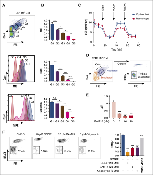 Mitochondrial metabolism is required for murine erythroblast enucleation. (A) Mitochondrial abundance and MMP was measured with MitoTracker Green (MTG) and TMRE, respectively, in erythroblasts. Gating strategy to identify erythroblasts (G1-G3), reticulocytes (G4), and RBCs (G5; top). Histograms display MTG (middle) and TMRE (bottom) intensities. (B) Quantification of the average intensities of MTG (top), TMRE (middle), and normalized TMRE to MTG (bottom) in distinct erythroblast populations. Fluorescence values normalized to values of gate 1. TMRE levels were normalized to MTG levels to determine the mitochondrial activity of the total mitochondria present within each erythroblast population. TMRE/MTG was calculated for each gate and values normalized to gate 1 value. (C) Oxygen consumption rate (OCR) as measured by the seahorse XF-96 of nucleated erythroblasts, reticulocytes, and RBCs undergoing FACS. Oligomycin (oligo), carbonyl cyanide-4-(trifluoromethoxy) phenylhydrazone (FCCP), and rotenone and antimycin A (Rot/AA) were added at the indicated time points. (D) Gating strategy for ex vivo enucleation assay. Orthochromatic erythroblasts (G3) undergoing FACS and cultured in StemSpan + 2% FBS were allowed to enucleate. Enucleation rates were assessed based on DRAQ5 staining vs forward scatter (FSC) properties. (E) ATP levels measured from cell lysates treated with increasing concentrations of the electron transport chain (ETC) uncoupler BAM15 at the 4-hour time point. (F) Flow plots of enucleation in response to various inhibitors at indicated concentrations on ETC after 18 hours in the ex vivo enucleation assay (left) and quantification of enucleation rates normalized to dimethyl sulfoxide (DMSO; right panel). CCCP pulse for 2 hours was followed with by washout. Mean ± standard error of the mean (n ≥ 3). *P < .05, **P < .01, ***P < .001 by 1-way analysis of variance followed by Tukey multiple comparisons test (B,E-F). BM, bone marrow; n.s., not significant.