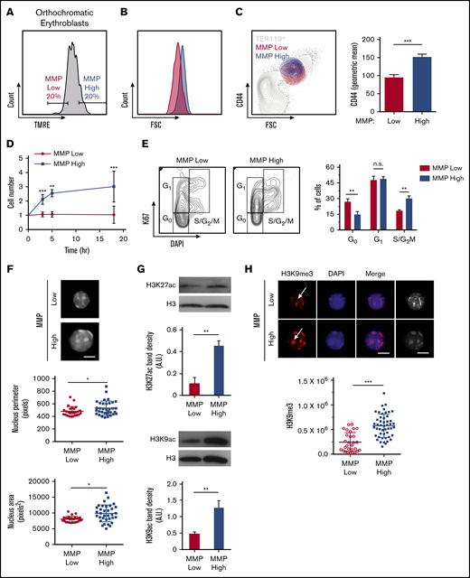 Mitochondrial activity identifies subpopulations of murine orthochromatic erythroblasts at distinct stages of maturation. (A) Flow plot displaying the gating used to segregate 20% of the lowest and highest MMP orthochromatic erythroblasts (TMRE− cells were excluded). (B) Flow plot displaying MMP-low and -high orthochromatic fractions plotted onto the total TER119+ parent population (also supplemental Figure 6Bi). (C) Histogram comparing CD44 expression between MMP-low and -high fractions (left) and quantification based on average intensities (right). (D) Ex vivo enucleation assay kinetics over 3 time points (3, 5, and 18 hours). Cell counts of MMP-low and -high fractions normalized to cell number at the start of plating. (E) Cell cycle analysis of MMP-low and -high fractions undergoing FACS with Ki67 and DAPI staining; gating strategy (left) and quantification (right). (F) Confocal imaging of DAPI-stained MMP-low and -high orthochromatic erythroblast fractions (top) and quantification of nucleus perimeter (middle) and area (bottom) as determined by ImageJ (bar, 5 μm). (G) Western blot analyses of acetylation marks H3K27 and H3K9 comparing MMP-low and -high fractions undergoing FACS; 1 representative blot of 3 independent experiments is shown (top); quantification (bottom). (H) Confocal images of H3K9me3 (top) and quantification of H3K9me3 intensity (bottom). Note arrows show H3K9me3 in DAPI bright regions of MMP-high and mislocalized H3K9me3 in MMP-low cells; mean ± standard error of the mean (n ≥ 3 each from 3 mice except for H3K9me3 from 2 experiments with 3 mice each; bar, 5 μm). *P < .05, **P < .01, ***P < .001 by Student t test (C-H).