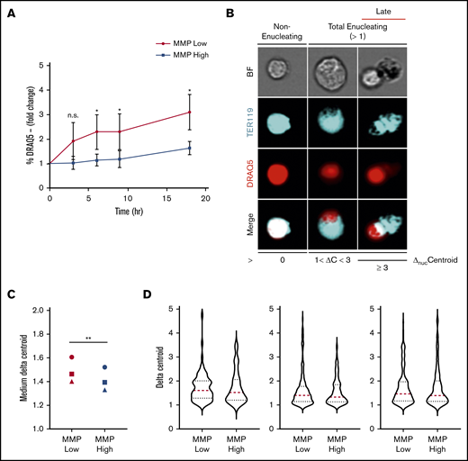 Enucleation is greater in MMP-low relative to MMP-high murine orthochromatic erythroblasts. (A) Enucleation rates (percentage of DRAQ5− cells of total viable TER119+ cells) of freshly sorted, using the same flow cytometer, MMP-low and -high orthochromatic erythroblasts (G3) subjected to ex vivo enucleation assay. Progression of enucleation at multiple time points was measured in identical gates and plotted as fold changes normalized to time 0. (B) Representative ImageStream micrographs of nonenucleating, total enucleating, and late stage enucleating orthochromatic erythroblasts gated according to ΔnucC = 0, 1 < ΔnucC < 3, or ΔnucC ≥ 3. BrightField (BF; gray), TER119 (erythroblast, blue), DRAQ5 (nucleus, red), and overlapping (white). (C) Medium ΔnucC values of enucleating (ΔnucC > 1) MMP-low and -high orthochromatic erythroblasts (n = 3 independent experiments). Cell doublets or dividing cells with 2 nuclei were excluded. (D) Violin plots of ΔnucC values of enucleating cells (of panel C). Red dotted lines, medium; blue dotted lines, quartiles. Mean ± standard deviation (n = 3). *P < .05, **P < .01 Student t test.