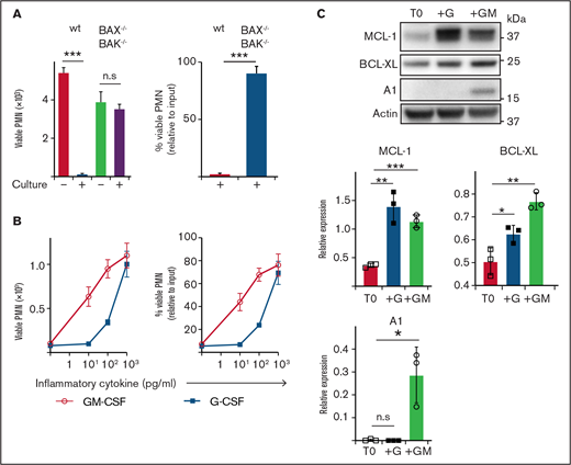 Enumeration of and expression of anti-apoptotic BCL-2 family proteins by mouse neutrophils recovered after culture. (A) B6 (wild type) or BAX−/−BAK−/− viable neutrophil (PMN) recovery was assessed before or after culture in standard media (B) B6 neutrophils were cultured with or without GM-CSF or G-CSF at the indicated dose for 16 hours before the number of viable PMN was determined by flow cytometry. Data are shown as mean ± SD of viable PMN per well. Data show a single representative experiment of n = 3 experiments. (C) Western blot analysis was performed on freshly isolated B6 mouse neutrophils (T0) or those cultured with 5 ng/mL G-CSF (+G) or 5 ng/mL GM-CSF (+GM). Data from n = 3 independent experiments with protein expression displayed relative to actin loading control. Data analyzed using a 2-tailed Student t test. *P < .05, **P < .01, ***P < .001.