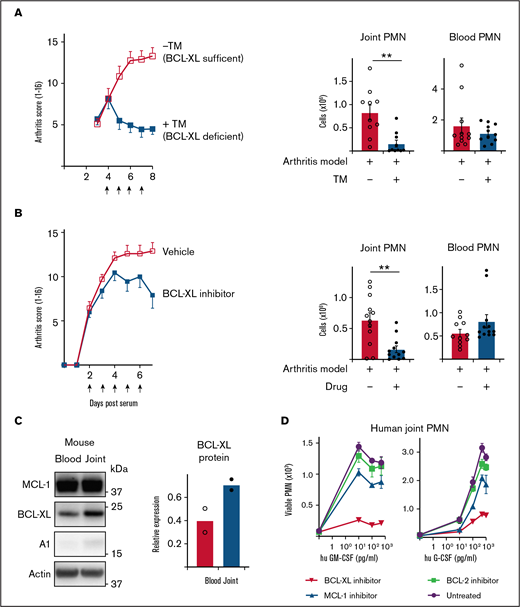 Inhibition of BCL-XL kills neutrophils from inflamed human and mouse joints and halts the progression of STIA. (A) STIA was induced in Rosa26CreERT2.Bcl-xfl/fl mice. Arthritic mice were treated for 4 days with 2 mg tamoxifen (+TM) or vehicle control (−TM) by oral gavage starting day 4 postserum injection to induce deletion of Bcl-x leading to loss of BCL-XL protein (as indicated by arrows). Following treatment (d8 postserum injection), PMN were enumerated in joint and blood by PI staining and flow cytometry. Data show pooled data from n = 2 experiments; 10-11 animals/group; mean ± SEM. (B) STIA was induced in B6 mice by IP injection of K/BxN serum. Arthritic mice were treated for 5 days with 100 mg/kg BCL-XL inhibitor or vehicle by oral gavage, starting d2 postserum injection (as indicated by arrows). Disease severity was measured using a standardized visual scoring system.74 Following inhibitor treatment (d7 postserum injection) PMN were enumerated in joint and blood by PI staining and flow cytometry. Data shown were pooled from 2 experiments (n = 10/group STIA); mean ± SEM. (C) Joint and blood PMN were sorted from arthritic mice and western blot analysis performed to assess MCL-1, BCL-XL, A1, and actin expression. BCL-XL expression is displayed relative to actin loading control. Data shown were pooled from 2 experiments (n = 10/group); mean ± SEM. (D) Cell aspirates were obtained from inflamed joints of inflammatory arthritis patients and enriched for neutrophils on a Ficoll gradient. Cells were preconditioned in culture in the presence or absence of GM-CSF or G-CSF at the indicated dose for 16 hours. Cells were then cultured in the presence or absence of 1 µM BCL-XL inhibitor (A-1331852), MCL-1 inhibitor (S63845), or BCL-2 inhibitor (ABT-199). After 16 hours, viable PMN were enumerated by flow cytometry. Data are shown as mean ± SD of PMN recovery per well. Data show a single representative experiment of n = 2 experiments. All data were analyzed using a 2-tailed Student t test. *P < .05, **P < .01, ***P < .001.