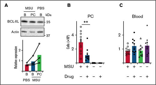 BCL-XL inhibitor kills neutrophils elicited during MSU-induced peritonitis in a mouse model of gout. (A) B6 mice were injected with 1 mg MSU crystals IP or left untreated (PBS). Blood (B) and peritoneal cavity (PC) neutrophils were sorted by flow cytometry 16 hours later, and western blot analysis performed to determine the amount of BCL-XL and actin protein. BCL-XL expression is shown relative to actin loading control. A line connects data from each separate experiment. (B-C) B6 mice were injected with MSU crystals IP or left untreated. Four hours post-MSU mice were treated with 100 mg/kg BCL-XL inhibitor or vehicle control by oral gavage. Sixteen hours later, (B) peritoneal or (C) blood cells were collected and neutrophils enumerated by PI staining and flow cytometry. Data shown were pooled from 2 experiments (n = 10/group; mean ± SEM). All data were analyzed using a 2-tailed Student t test. **P < .01.
