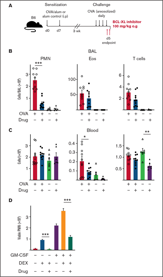 Treatment with BCL-XL inhibitor A-1331852 preferentially depletes lung-infiltrating neutrophils during airway inflammation in mice. B6 mice were sensitized to OVA protein by IP injection of alum/OVA or alum alone control on d0 and d7. After 3 weeks, mice were challenged daily for 4 consecutive days with aerosolized OVA. Mice were gavaged orally with either the BCL-XL inhibitor or vehicle on d4 after OVA challenge, and again the following morning 2 hours before organ harvest. (A) Schematic of the OVA model of airway inflammation. Upon end point, (B) BAL and (C) blood were collected and the number of viable neutrophils (PMN), eosinophils (Eos), and T cells were determined by PI staining and flow cytometry. Data shown is pooled from 2 experiments (n = 4-6 mice/group; mean ± SEM). All data were analyzed using a 2-tailed Student t test. *P < .05, **P < .01, ***P < .001. (D) PMN were cultured with various combinations of 1 µM BCL-XL inhibitor A-1331852, 2.5 µM DEX, and 0.1 ng/mL GM-CSF. After 16 hours, viable PMN were enumerated by flow cytometry. Data shown as mean ± SD of viable PMN per well. Data show a single representative experiment of n = 3 experiments. All data were analyzed using a 2-tailed Student t test. ***P < .001.
