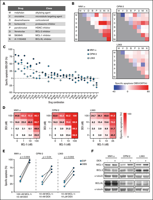 Dexamethasone synergizes with MCL-1 inhibition to induce apoptosis of HMCLs. (A) Overview of the drugs that were implemented in the in vitro lethality screen, including their abbreviations and representing drug class. (B) Matrices showing the combined effect of 2 drugs in inducing specific apoptosis of the HMCLs MM1.s, OPM-2, and L363. Observed (OBS) specific apoptosis is compared with expected (EXP) specific apoptosis and represented by a color scale in which blue indicates an antagonistic effect, white an exact additive response, and red a synergistic effect. Drug abbreviations as represented in panel A. Drug concentrations are described in supplemental Table 1. Viability is analyzed after 48 hours of drug exposure. (C) Data as shown in panel B, ranked by the average effect of the drug combinations on OBS-EXP specific apoptosis of the 3 HMCLs. Mean values are indicated by solid black lines. The dashed line indicates an exact additive effect. (D) Heatmaps showing specific apoptosis of indicated HMCLs induced by serial dilution of dexamethasone (DEX) and MCL-1i, individual or combined. Viability was analyzed after 48 hours of drug exposure; values represent the mean of 3 individual experiments. (E) Plots comparing EXP vs OBS specific apoptosis induced by DEX and MCL-1i combinations. Per HMCL, the drug combination that resulted in the highest average OBS-EXP ratio was selected from the data obtained in panel D. The 3 connected data points show the data obtained from 3 individual experiments. Statistical analysis was performed by using paired Student t tests. (F) Representative western blot showing MCL-1, BCL-2, and BCL-XL protein expression of indicated HMCLs after 24 hours of exposure to DEX 1 μM or negative control. α-tubulin was used as a loading control. HDAC, histone deacetylase.
