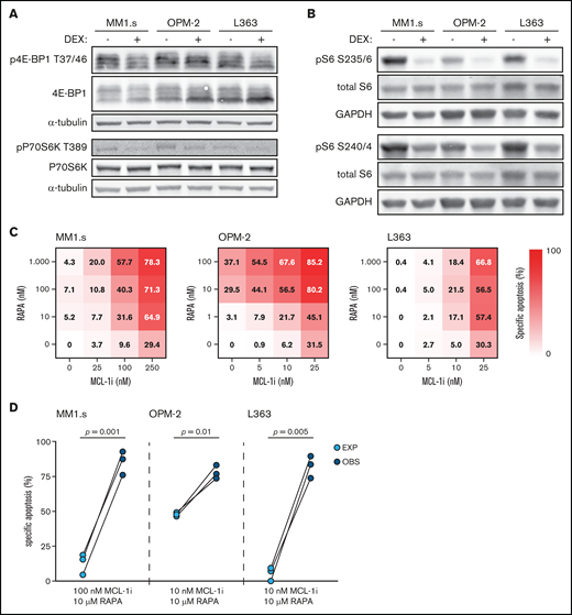 Dexamethasone (DEX) reduces mTORC1 signaling and mTORC1 inhibitor rapamycin synergizes with MCL-1i. (A) Representative western blot showing total 4E-BP1 and 4E-BP1 phosphorylation on threonine residue 37/46 (p4E-BP1 T37/46), and total P70S6K and P70S6K phosphorylation on threonine residue 389 (pP70S6K T389) in indicated HMCLs after 4 hours of exposure to 1 μM DEX or negative control. α-tubulin was used as a loading control. Quantification findings are given in supplemental Figure 7. (B) Representative western blot showing total S6 and S6 phosphorylation on serine residues 235/236 (pS6 S235/6) and 240/244 (pS6 S240/4) in indicated HMCLs after 4 hours of exposure to 1 μM DEX or negative control. Glyceraldehyde-3-phosphate dehydrogenase (GAPDH) was used as a loading control. (C) Heatmaps showing specific apoptosis of indicated HMCLs induced by serial dilution of rapamycin (RAPA) and MCL-1i, individual or combined. Viability was analyzed after 48 hours of drug exposure; values show the mean of 3 individual experiments. (D) Plots comparing expected (EXP) specific apoptosis vs observed (OBS) specific apoptosis induced by RAPA and MCL-1i combinations. Per HMCL the drug combination that resulted in the highest average OBS-EXP ratio was selected from the data obtained in panel C. The 3 connected data points show the data obtained from 3 individual experiments. Statistical analysis was performed by using paired Student t tests.