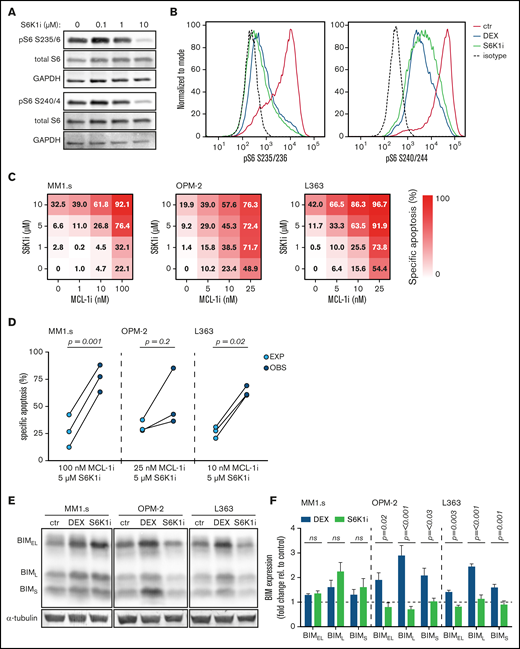 S6K1i inhibits S6 phosphorylation and synergizes with MCL-1i in apoptosis induction of HMCLs, independent of BIM protein induction. (A) Western blot showing total S6 and S6 phosphorylation on serine residues 235/236 (pS6 S235/6) and 240/244 (pS6 S240/4) in MM1.s after 4 hours of exposure to indicated concentrations of S6K1i. Glyceraldehyde-3-phosphate dehydrogenase (GAPDH) was used as a loading control. (B) Histograms comparing expression of S6 phosphorylation on serine residues 235/236 (pS6 S235/236) and 240/244 (pS6 S240/244) in MM1.s after 4 hours of exposure to 1 μM dexamethasone (DEX) or 10 μM S6K1i, determined by flow cytometric analysis. Expression was relative to medium-treated control cells (ctr) and corrected for isotype control, indicated by the dashed line. (C) Heatmaps showing specific apoptosis of indicated HMCLs induced by serial dilution of S6K1i and MCL-1i, individual or combined. Viability was analyzed after 48 hours of drug exposure; values show the mean of 3 individual experiments. (D) Plots comparing expected (EXP) specific apoptosis vs observed (OBS) specific apoptosis induced by S6K1i and MCL-1i combinations. Per HMCL, the drug combination that resulted in the highest average OBS-EXP ratio was selected from the data obtained in panel C. The 3 connected data points show the data obtained from 3 individual experiments. Statistical analysis was performed by paired Student t tests. (E) Representative western blot showing expression of 3 BIM isoforms in indicated HMCLs after 24 hours of exposure to 1 μM DEX, 10 μM S6K1i, or negative control. α-tubulin was used as a loading control. (F) Comparison of BIM isoform expression in HMCLs treated with 1 μM DEX or 10 μM S6K1i. Values show the mean quantification of 3 individual western blot experiments, normalized to α-tubulin and relative to untreated ctr cells, indicated by the dashed line. Statistical analysis was performed by two-way analysis of variance using Šidák correction for multiple testing. ns, not significant.