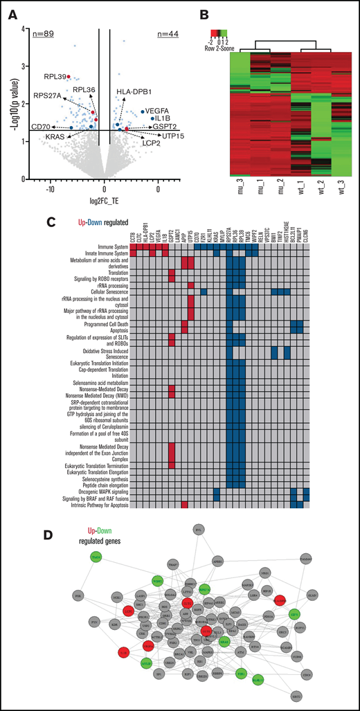 RPS15 mutations rewire CLL translational program. (A) Volcano plot indicating the results from differential TE analysis in RPS15mut vs RPS15wt CLL cases. The x-axis represents the log2FC of TE, while the y-axis represents P values. Genes that show statistically significant differential TE (log2FC ≥ |1|; P < .05) are highlighted in light blue. Genes highlighted in red are those implicated in the translation machinery, while genes in dark blue have already been implicated in CLL biology. (B) Supervised hierarchical clustering analysis based on the differentially translated genes between RPS15mut and RPS15wt CLL cases. (C) The figure shows enriched pathways from the Reactome database (false discovery rate < 0.05) and the differentially translated genes between RPS15mut and RPS15wt CLL cases. Upregulated genes in RPS15mut compared with RPS15wt cases are shown in red, while downregulated genes are shown in blue. (D) An example of the enriched immune signaling pathway. The interactions are confirmed by Biogrid. Upregulated genes in RPS15mut compared with RPS15wt cases are shown in red, while downregulated genes are shown in green.