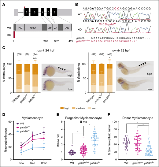 Generation and characterization of developmental and adult hematopoiesis of gata2b mutant zebrafish. (A) Schematic of the gata2b gene with 6 exons. CRISPR gRNA (red triangle) targets in exon 2. KO, gata2bko; NRD, negative regulatory domain; TAD, transactivating domain; WT, wild-type; ZF, zinc finger. (B) CRISPR edit in gata2bko zebrafish at position C10. Dotted line = gRNA sequence; solid line = PAM site. Predicted gata2b mutant protein shown. (C) In situ hybridizations of embryos from gata2bhet in cross for runx1 at 24 hpf (n = 3 clutches), and cmyb at 72 hpf (n = 4 clutches). Bar graphs quantify proportion of embryos (mean ± standard deviation) in blindly scored categories shown in representative images; areas of interest marked by black arrowheads. Number of embryos in each genotype is shown. *P < .02 by unpaired 2-tailed Student t test, gata2bhet (high) vs gata2bko (high); n.s., not significant. (D) Quantification of marrow myelomonocytes in WT, gata2bhet, and gata2bko zebrafish. *P < .03 compared with WT and/or gata2bhet, 1-way ANOVA. WT, n = 18, 19, and 23; gata2bhet, n = 76, 41, and 75; gata2bko, n = 48, 23, and 51, at 3 months, 8 months, and 12 months, respectively. (E) Relative ratio of progenitors to myelomonocytes in the marrow at 8 months. *P < .02, unpaired 2-tailed Student t test, n = 19 WT, n = 41 gata2bhet, n = 23 gata2bko. (F) Quantification of myelomonocytes in the donor cells of whole marrow cell transplantation recipients. Recipients with at least 10% donor engraftment were analyzed. *P < .0001 for WT or gata2bhet vs gata2bko, 1-way ANOVA, n = 20 WT, n = 29 gata2bhet, n = 37 gata2bko recipients.