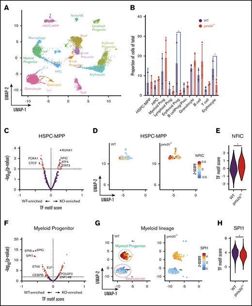 scATAC-seq reveals epigenetic changes associated with decreased myelomonocytic priming in gata2b mutants. (A) Uniform manifold approximation and projection (UMAP) of marrow cells in WT (n = 2), gata2bhet (n = 2), and gata2bko (n = 3). 10× Genomics scATAC-seq data are shown. BcellProg/Prec, B-cell progenitors and precursors; VE, vascular endothelium. (B) Quantification of hematopoietic cell types from scATAC-seq in WT and gata2bko zebrafish. *P < .05, Fisher’s exact test. (C) Differential TF motif score analysis between WT and gata2bko (KO) samples within HSPC-MPP population. (D) Feature plots of WT and gata2bko samples for NFIC motif score within individual cells in the HSPC-MPP population. (E) Violin plot of NFIC TF motif score in WT and gata2bko HSPC-MPPs. *P = .0014, 2-tailed Student t test. (F) Differential TF motif score analysis between WT and gata2bko (KO) samples within myeloid progenitors. (G) Feature plots of WT and gata2bko samples for SPI1 motif score within individual cells in the myeloid progenitor and granulocyte populations. (H) Violin plot of SPI1 TF motif score in WT and gata2bko myeloid progenitors. *P = 1.31 × 10−12, 2-tailed Student t test.