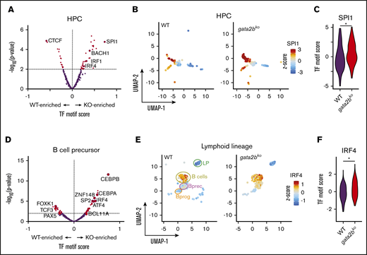 Increased lymphoid epigenetic priming in gata2bkozebrafish by scATAC-seq. (A) Differential TF motif score analysis between WT and gata2bko (KO) zebrafish within HPC population. (B) Feature plots of WT and gata2bko samples for SPI1 motif score within individual cells in the HPC population. (C) Violin plot of SPI1 TF motif score in WT and gata2bko HPCs. *P = 1.68 × 10−5, 2-tailed Student t test. (D) Differential TF motif score analysis between WT and gata2bko samples within B lineage (LP, LymphProg, B-cell progenitor and precursors, and mature B cells). (E) Feature plots of WT and gata2bko samples for IRF4 motif score within individual cells in lymphoid lineage. (F) Violin plot of IRF4 TF motif score in WT and gata2bko B-cell precursors. *P = 8.37 × 10−6, 2-tailed Student t test.