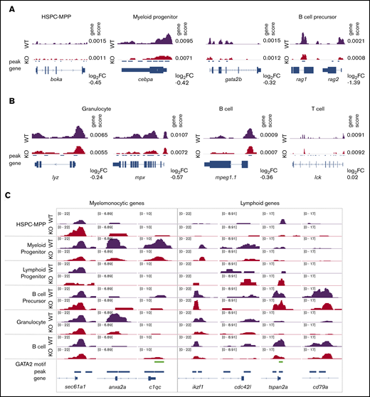 Gata2b loss results in differential chromosome accessibility in lineage-defining loci. (A) Example of scATAC-seq tracks of cell identity defining genes for immature hematopoietic cells. (B) Example of scATAC-seq tracks of cell identity defining genes for mature hematopoietic cells. Genescore denotes chromatin accessibility of the gene body and 2 kb above transcriptional start site. Log2 fold-change (FC) of genescores in KO vs WT samples shown. (C) Examples of scATAC-seq peaks for select genes in WT and gata2bko samples. 10× Genomics scATAC-seq normalized tracks shown; GATA2 motif tracks show presence of GATAAG sequence.