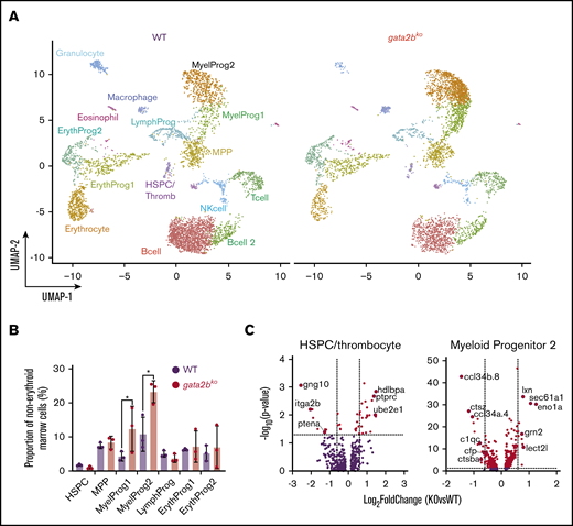 scRNA-seq reveals loss of monocytic program in gata2bkozebrafish. (A) Split UMAP of marrow cells in WT (n = 3) and gata2bko (n = 3) sorted marrow cells (inDrops). ErythProg, erythroid progenitor; LymphProg, lymphoid progenitor; MyelProg1 and 2, myeloid progenitor; Thromb, thrombocytes. (B) Quantification of immature hematopoietic cell types from scRNA-seq in WT and gata2bko zebrafish within the erythrocyte-deplete marrow. *P < .05, Fisher’s exact test. (C) Volcano plots of differential expression of genes within HSPC and myeloid progenitor 2 populations between WT and gata2bko zebrafish. Dashed lines depict log2 fold change of ±0.6 and −log10 (P value) of 1.3. NK, natural killer.