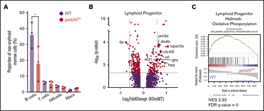gata2bkozebrafish have increased lymphoid priming with incomplete B-cell development. (A) Quantification of mature hematopoietic cell types from scRNA-seq in WT and gata2bko zebrafish within the erythrocyte-deplete marrow. *P < .05, Fisher’s exact test. (B) Volcano plots of differential expression of genes within lymphoid progenitor cells between WT and gata2bko zebrafish. Dashed lines depict log2 fold change of ±0.6 and −log10 (P value) of 1.3. (C) Enrichment plot of oxidation-phosphorylation signature found highly depleted among differentially regulated genes of gata2bko lymphoid progenitor cells by GSEA. NES, normalized enrichment score.