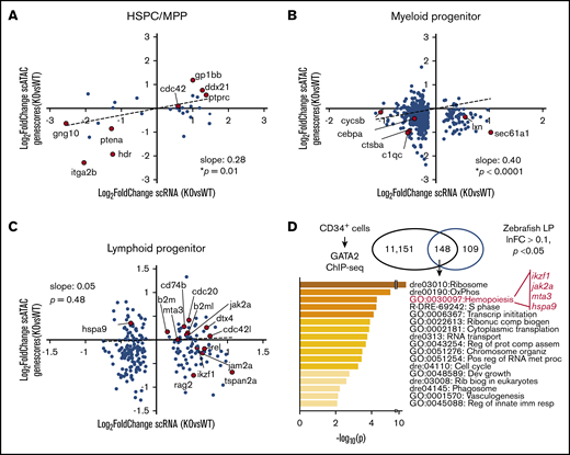 Single-cell epigenetic and transcriptional analyses reveal epigenetic changes regulating gene expression with gata2b loss. Scatter plots of gene expression change in scRNA-seq (log2 fold-change, gata2bko vs WT) and genescore change in scATAC-seq (log2 fold-change, gata2bko vs WT) in (A) HSPC-MPPs (HSPC/thromb vs HSPC-MPP), (B) myeloid progenitors (MyelProg1 vs Myeloid progenitor), and (C) lymphoid progenitors (LymphProg vs HPC). P values are shown for linear regression analysis. (D) Gene annotation and pathway identification within overlap genes between GATA2 bound genes in CD34+ cells via ChIP-sequencing (11 151 genes) and differentially expressed (DE) genes in lymphoid progenitors (LP) with sc-RNA-seq. Of 298 DE genes in LP, 257 with human orthologs were compared. Within the “hemopoiesis” gene ontology (GO) term, the gene list included those critical in B lymphopoiesis.