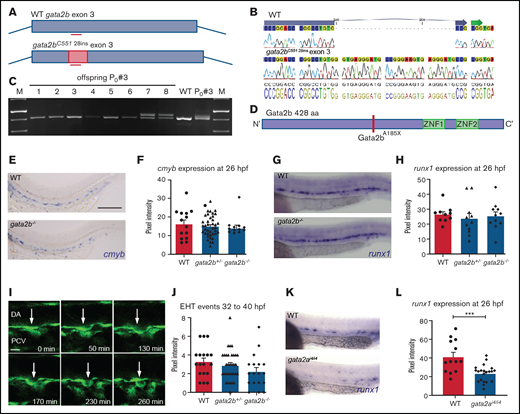 Newly generated Gata2b mutant does not show defects in HSPC generation. (A) Schematic representation of the CRISPR strategy targeting exon 3 of gata2b and the 28-nt integration in gata2b mutants. (B) Alignment of sequencing data of WT gata2b exon 3, where the location of the guide is indicated by the blue arrow at the top of the sequence, and sequencing data from gata2b−/− DNA showing a 28-nucleotide integration. (C) Gel picture showing genotyping polymerase chain reaction of founder 3 and the F1 with a 28-bp integration in embryos 7 and 8. (D) Gata2b mutation leading to a STOP codon abrogating the protein before the DNA and protein binding zinc fingers. (E) Representative image of ISH for cmyb expression in WT and gata2b−/− embryos at 26 hours postfertilization (hpf). Bar indicates 100 μm (F) Quantitation of cmyb signal intensity relative to background in WT and gata2b−/− embryos at 26 hpf. (G) Representative image of runx1 expression in WT and gata2b−/− embryos at 26 hpf. (H) Quantitation of runx1 signal intensity relative to background in WT and gata2b−/− embryos at 26 hpf. (I) Example of endothelial-to-hematopoietic transition (EHT) event from WT Tg(fli1a:eGFP) transgenic zebrafish. Time indicated at the bottom right corner in minutes. Scale bar represents 10 μm. Arrow indicates endothelial cell undergoing hematopoietic transition. (J) Quantitation of EHT events between 32 and 40 hpf in WT, gata2b+/−, and gata2b−/− embryos. (K) Representative example of runx1 expression in WT and gata2i4/i4 embryos at 26 hpf in the aorta-gonad-mesonephros region. (L) Quantitation of signal intensity relative to background cells in WT and gata2ai4/i4 embryos at 26 hpf, where each dot represents 1 embryo (41.4 ± 4.8 and 23.5 ± 2.0; WT, n = 13; gata2ai4/i4, n = 21). Error bars represent standard error of the mean. ***P < .001. DA, dorsal aorta; PVC, posterior cardinal vein; sp, somite pair.