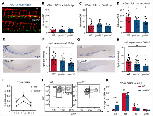 HSPC numbers are reduced in CHT after 3 dpf in gata2b−/− embryos. (A) Example of Tg(CD41:GFP); Tg(Flt:RFP) expression in CHT of WT and gata2b−/− embryos at 76 hpf. (B-D) Quantitation of GFP+RFP+ cells in WT, gata2b+/−, and gata2b−/− embryos at different time points, where each dot represents 1 embryo: 52 to 54 hpf (8.50 ± 1.7 vs 11.86 ± 1.0) (B), 56 to 58 hpf (25.19 ± 3.2 vs 23.25 ± 2.9) (C), and 76 to 78 hpf (55.46 ± 3.8 vs 36.50 ± 3.0; P < .001) (D). Representative example of cmyb expression in WT and gata2b−/− embryos at 33 hpf (E), and quantitation of signal intensity relative to background at 33 hpf (F), where each dot represents 1 embryo. Representative example of cmyb expression in WT and gata2b−/− embryos at 56 hpf (G), and quantitation of signal intensity relative to background at 56 hpf (H), where each dot represents 1 embryo. (I) Quantitation of CD41:GFP+ cell percentages by flow cytometry at 3, 5, and 20 dpf. (J) Cell-cycle analysis by flow cytometry of Ki67 and 4′,6-diamidino-2-phenylindole (DAPI) staining of CD41:GFP+ cells in WT and gata2b−/− embryos at 75 hpf. (K) Bar graph representing the quantitation of cell cycle of CD41:GFP+ cells in WT and gata2b−/− embryos at 75 hpf. Bars represent mean ± standard error of the mean, with each dot indicating 1 pooled sample. *P < .05, **P < .01.