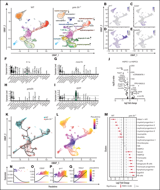 Single-cell analysis reveals that gata2b−/− KM cells are overrepresented in lymphoid lineage clusters and reduced in erythroid and myeloid lineage clusters compared with WT. (A) Split uniform manifold approximation projection (UMAP) of WT and gata2b−/− cells with cluster indication of enriched (arrow up) or reduced (arrow down) cell clusters in gata2b−/− cells. (B-E) Pooled WT and gata2b−/− UMAP feature analysis with gradual gene expression in shades of blue. Expression pattern of granulin1 (grn1) (B), cluster of differentiation 37 (CD37) (C), hemoglobin β adult (hbba1) (D), and gata2b (E). (F-I) Violin plots representing the expression levels of genes within the different clusters; each dot represents expression in 1 cell. Fli-1 proto-oncogene (fli1a) (F), meis homeobox 1b (meis1b) (G), gata2b (H), and GFP (I), indicating CD41:GFPlow cells. (J) Volcano plot comparing HSPC1s vs HSPC2s. At the left of the y-axis are genes in HSPC1s with an average logarithmic fold change less than −0.25, and to the right are genes with a logarithmic fold change >0.25 compared with HSPC2s. (K) Lineage differentiation trajectory depicted on UMAP with WT cells in blue and gata2b−/− cells in pink. (L) Pseudotime analysis assuming HSPC1s as a starting point. (M) Quantitation of proportions of distribution between WT and gata2b−/− cells in the different clusters. Significant differences are indicated in red. (N-Q) Pseudotime analysis of gene expression in lineage trajectory analysis of gata2b (N), CD37 (O), grn1 (P), and hemoglobin β adult (hbba1) (Q). FDR, false discovery rate; n.s., not significant.