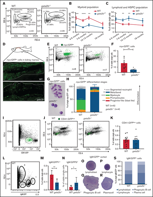 Gata2b deficiency results in decreased myeloid differentiation in adult zebrafish KM. (A) Gating strategy of fluorescence-activated cell sorting analysis of whole KM of WT and gata2b−/− zebrafish. Percentages represent the average of all zebrafish analyzed per genotype. (B-C) Quantitation as percentages of single viable cells over time of myeloid (B) and lymphoid (C) and HSPC populations. (D) Representative example of Tg(mpx:GFP) expression in WT and gata2b−/− zebrafish KM by fluorescence microscopy. (E) Forward (FSC) and side scatter (SSC) profiles of Tg(mpx:GFP) expression in WT and gata2b−/− zebrafish KM in green. (F) Quantitation of Tg(mpx:GFP)+ cells expressed as percentage in single viable cells. Each dot represents KM analysis of 1 zebrafish. (G) Representative figure of sorted Tg(mpx:GFP)+ cells from WT and gata2b−/− zebrafish KM after May Grunwald-Giemsa (MGG) staining. (H) Quantification of Tg(mpx:GFP)+ cells from WT and gata2b−/− zebrafish KM based on the differentiation phenotype using MGG staining. (I) Gating strategy for CD41:GFPlow-expressing cells in total KM in green. (J) FSC and SSC plots of WT and gata2b−/− KM cells and CD41:GFPlow-expressing cells in green. (K) Quantification of the frequency of CD41:GFPlow cells in single live cells of total KM. Each dot represents KM analysis of 1 zebrafish. (L) FSC/GFP scatter profile of Tg(IgM:GFP) WT KM. (M) Quantitation of gating 1 of Tg(IgM:GFP) WT and gata2b−/− KM as percentage of single viable cells. Each dot represents KM analysis of 1 zebrafish. (N) Quantitation of gating 3 of Tg(IgM:GFP) WT and gata2b−/− KM as percentage of single viable cells. Each dot represents KM analysis of 1 zebrafish. (O-R) Representative image of sorted IgM:GFP+ cells indicating lymphoplastic cell (O), lymphocyte (P), phagocytic B cell (Q), and plasma cell (R). (S) Quantitation of sorted IgM:GFP+ cells per genotype. Error bars represent standard error of the mean. *P < .05, **P < .01, ***P < .001, ****P < .0001.
