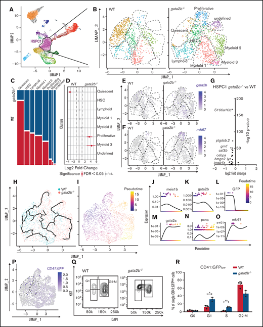 Subclustering of HSPC1s demonstrates the loss of gata2b-expressing quiescent subcluster and appearance of proliferative subcluster. (A) Cluster selection for subclustering. (B) Reclustering of the HSPC1 population split between WT and gata2b−/− cells. (C) Genotype distribution of each of the clusters, with WT cells in white and gata2b−/− cells in black. (D) Quantitation of proportions of distribution between WT and gata2b−/− cells in the different clusters. Significant differences are indicated in red. (E-F) WT and gata2b−/− feature analysis with gradual gene expression in shades of blue within HSPC1s of gata2b (E) and mki67 (F). (G) Volcano plot comparing HSPC1 gata2b−/− vs WT. At the left of the y-axis is gene expression in gata2b−/− HSPC1s with an average logarithmic fold change less than −0.25, and to the right is gene expression with a logarithmic fold change >0.25 compared with WT HSPC1s. Each dot represents a gene. (H) Lineage differentiation trajectory depicted on uniform manifold approximation projection, with WT cells in blue and gata2b−/− cells in pink. (I) Pseudotime analysis assuming the quiescent population as starting point. (J-O) Gene expression analysis on pseudotime analysis with meis1b (J), gata2b (K), GFP (L), gata2a (M), pcna (N), and ki67 (O). (P) WT and gata2b−/− feature analysis with gradual gene expression of GFP in shades of blue within HSPC1 cells. Dotted circles indicate the quiescent and HSC subcluster. (Q) Cell-cycle analysis by flow cytometry of Ki67 and DAPI staining of CD41:GFPlow cells in adult WT and gata2b−/− KM cells. (R) Bar graph representing the quantitation of cell cycle of CD41:GFPlow cells in adult WT and gata2b−/− KM cells. Bars represent mean ± standard error of the mean; each dot indicates analysis from 1 zebrafish. *P < .05, **P < .01. FDR, false discovery rate; n.s., not significant.