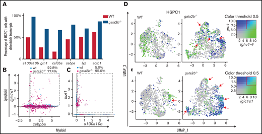 Gata2b-deficient HSPC1s show coexpression of myeloid and lymphoid gene expression programs. (A) Bar graph representing the percentage of WT HSPC1s in white and gata2b−/− HSPC1s in gray, with at least 1 read of s100a10b, grn1, colony stimulating factor 3b (csf3bs), CCAAT enhancer binding protein α (cebpa), lysozyme (lyz), or actin beta1 (actb1), indicating more cells with detectable myeloid gene expression in Gata2b-deficient HSPC1s. Coexpression analysis of the lymphoid gene igic1s1 with the myeloid gene cebpb (B) and the lymphoid gene ikzf1 (C) with the myeloid gene s100a10b. Values represent percentages of WT and gata2b−/− HSPC1s coexpressing myeloid and lymphoid genes (within the dashed box). WT and gata2b−/− feature analysis representing coexpression analysis of the lymphoid gene ighv1-4, with the myeloid gene grn1 (D) and the phagocytic B-cell marker immunoglobulin light ι constant 1-s1 (igic1s1) with the myeloid gene s100a10b (E), with myeloid genes in blue and lymphoid genes in green. Coexpression of the myeloid and lymphoid genes is represented in turquoise and indicated by red arrows in the WT and gata2b−/− feature analysis. Coloring threshold set in quantiles, with minimum cutoff of q10 and maximum cutoff of q90.